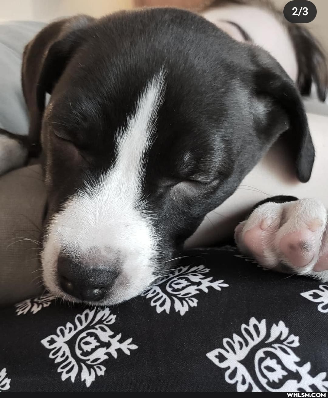 puppy, dog, love