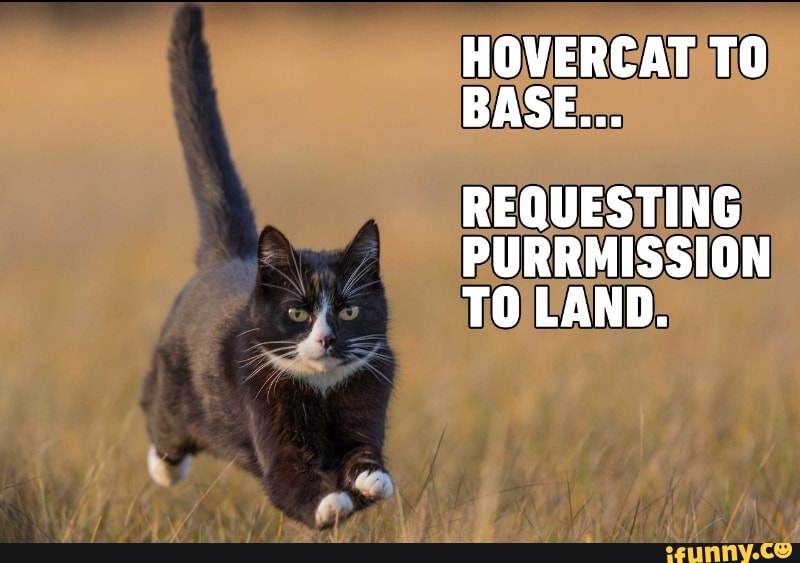 Hovercat memes. Best Collection of funny Hovercat pictures on iFunny