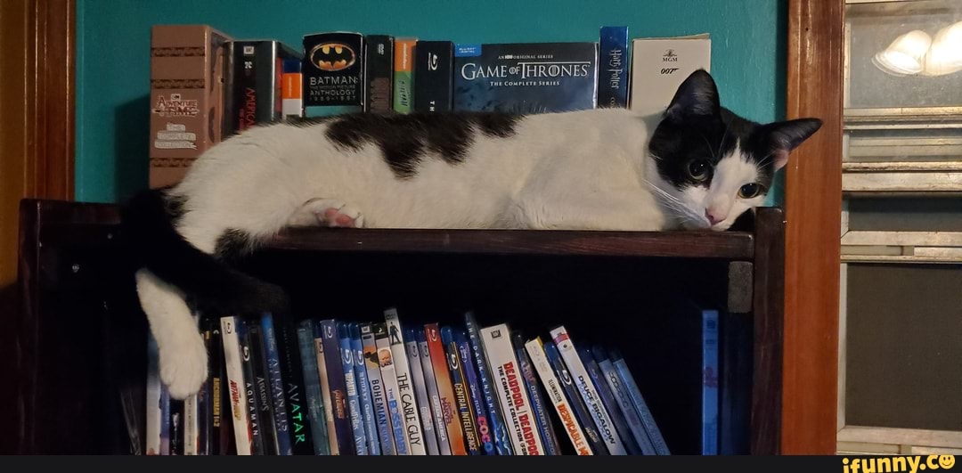 kitty, cat, phineas