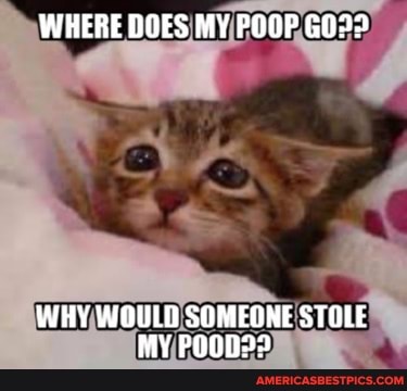WHERE BOES MY FOOP GO99
(de
WHY WOULD SOMEONE STOLE MY