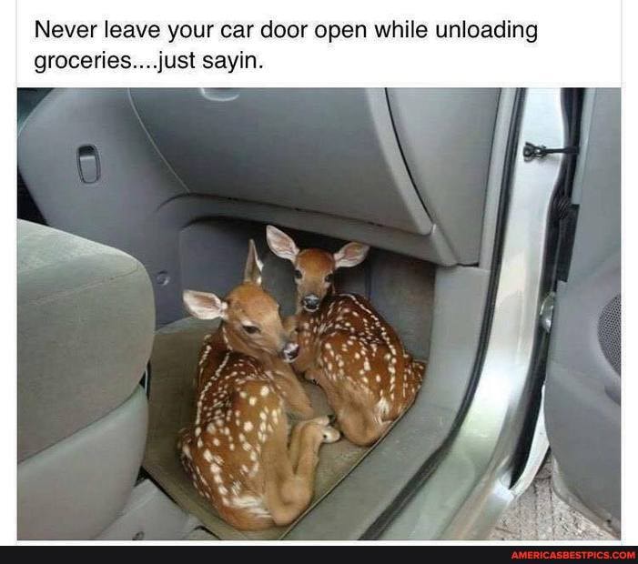 Never leave your car door open while unloading groceries... Just sayin.