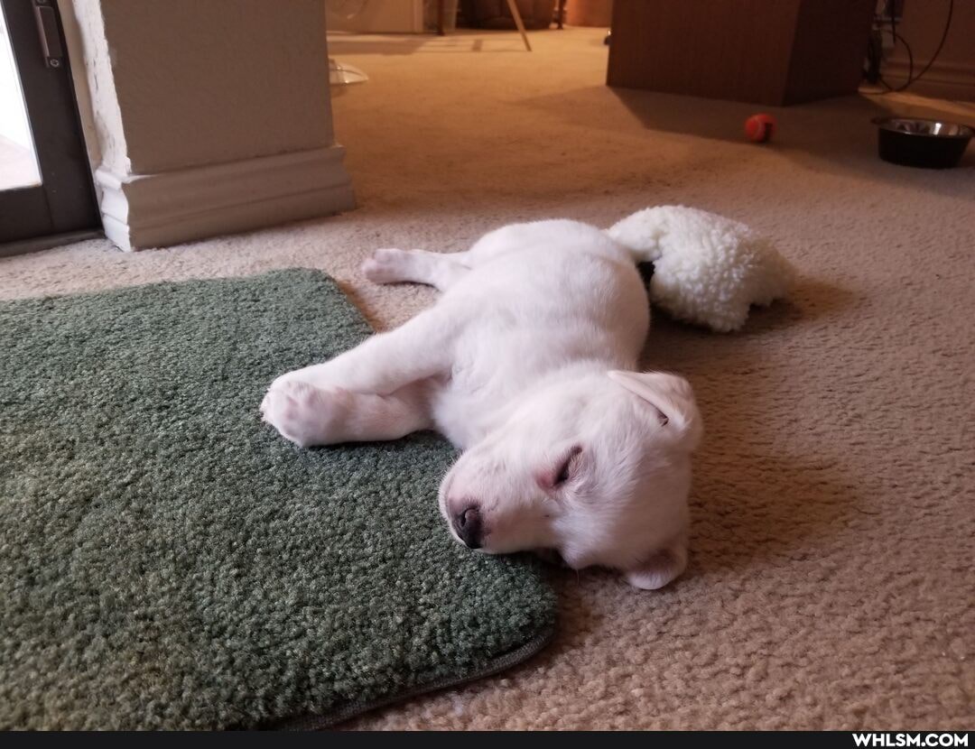 aww, puppy, baby_animals, dog