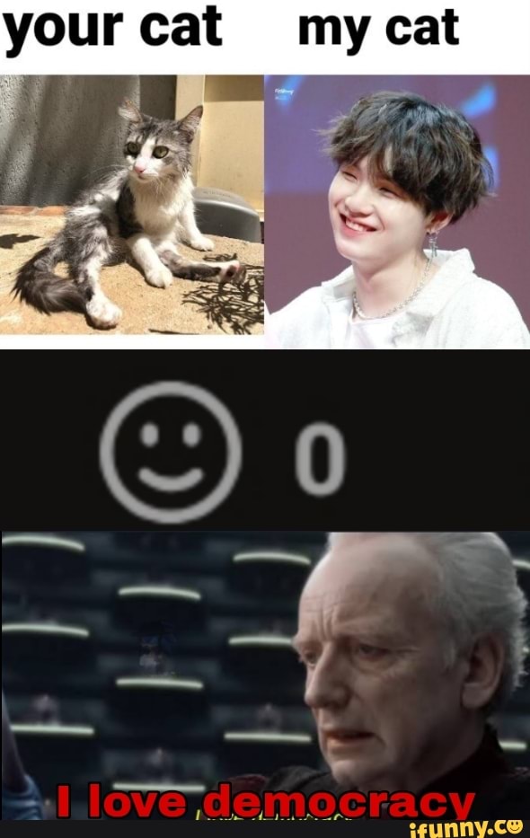 your cat
my cat