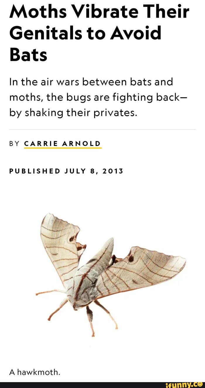 Moths Vibrate Their Genitals to Avoid Bats In the air wars between bats