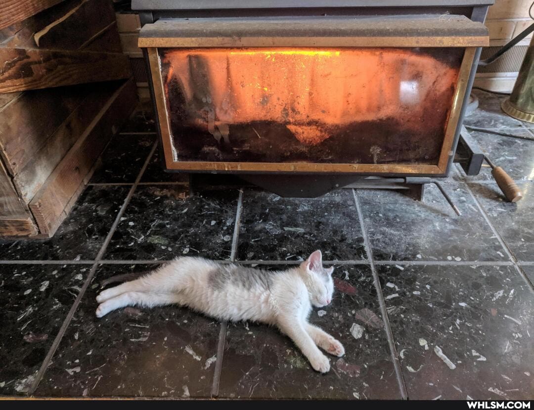 cat, aww