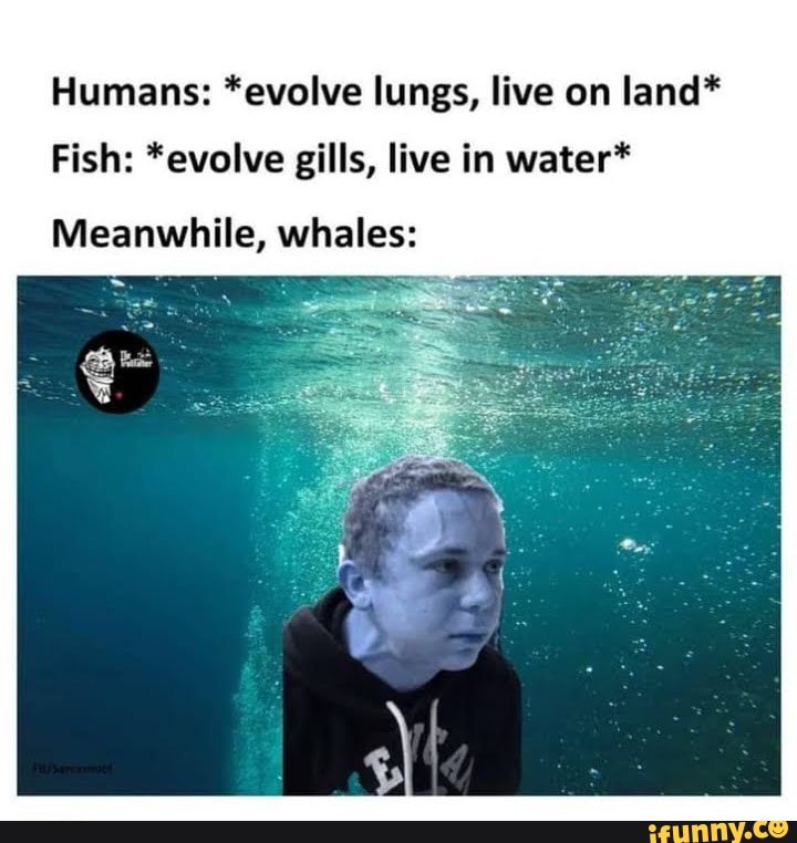 Humans *evolve lungs, live on land* Fish *evolve gills, live in water