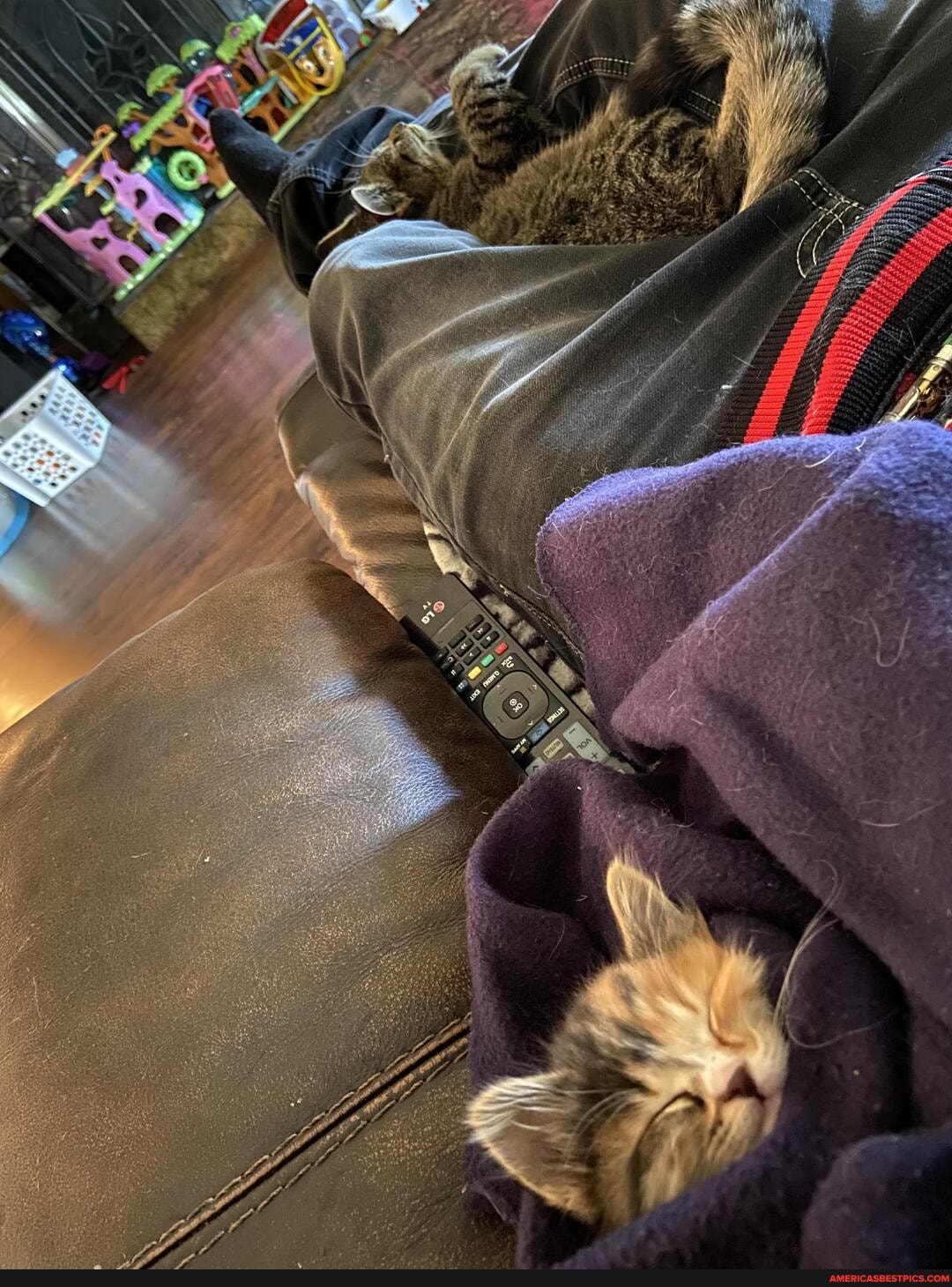 feel, like, cat, whisperer