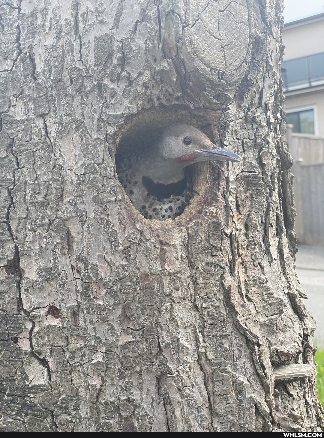 woodpecker, baby_animals, nest, northernflicker, birds