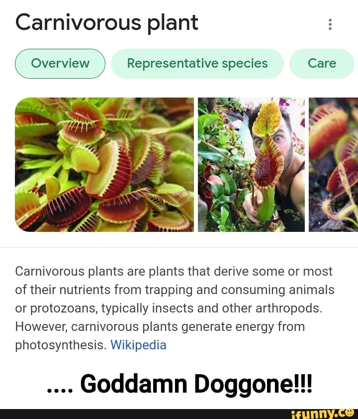 Carnivorous plant Overview Representative species Care Carnivorous