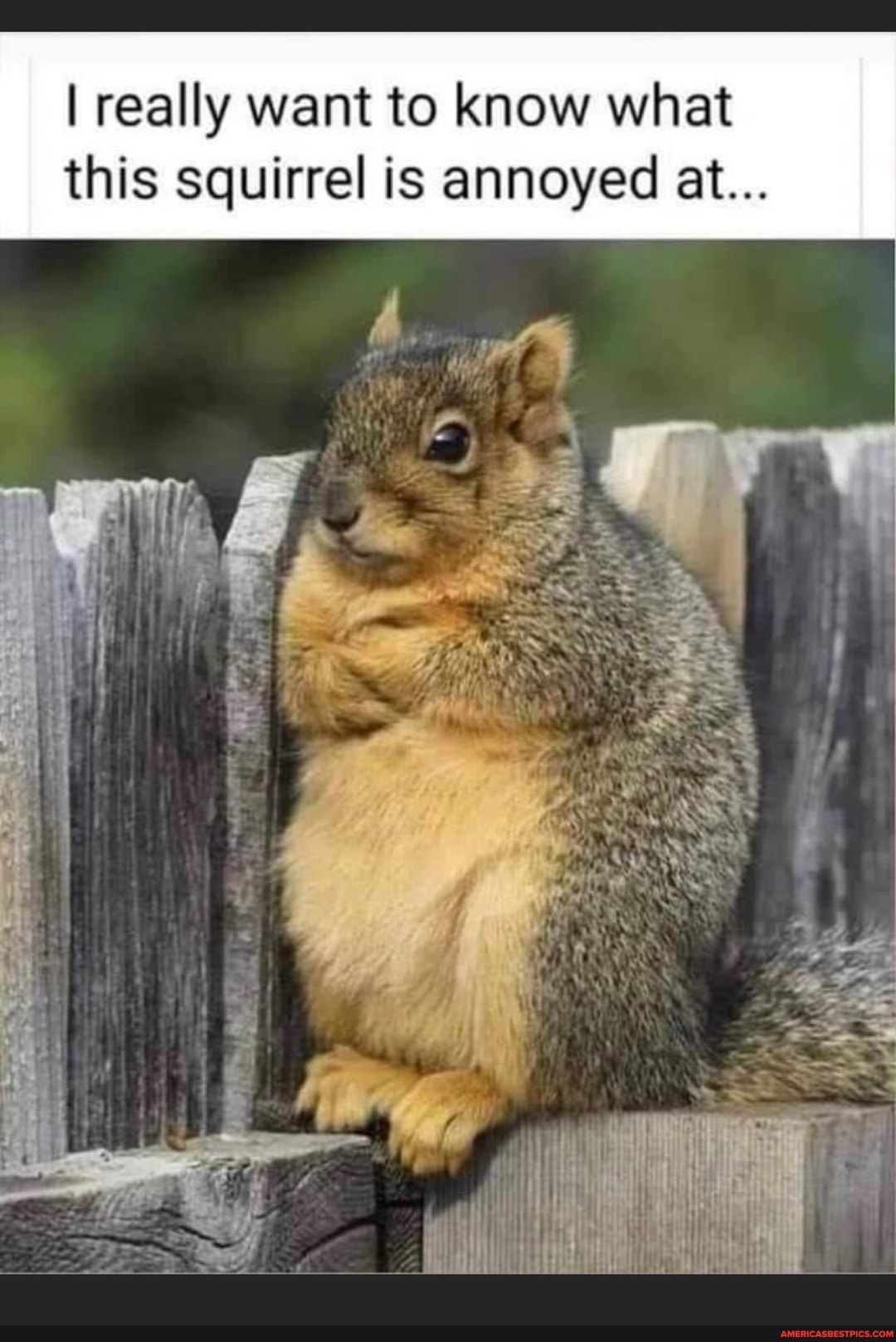 I really want to know what this squirrel is annoyed at...
qa