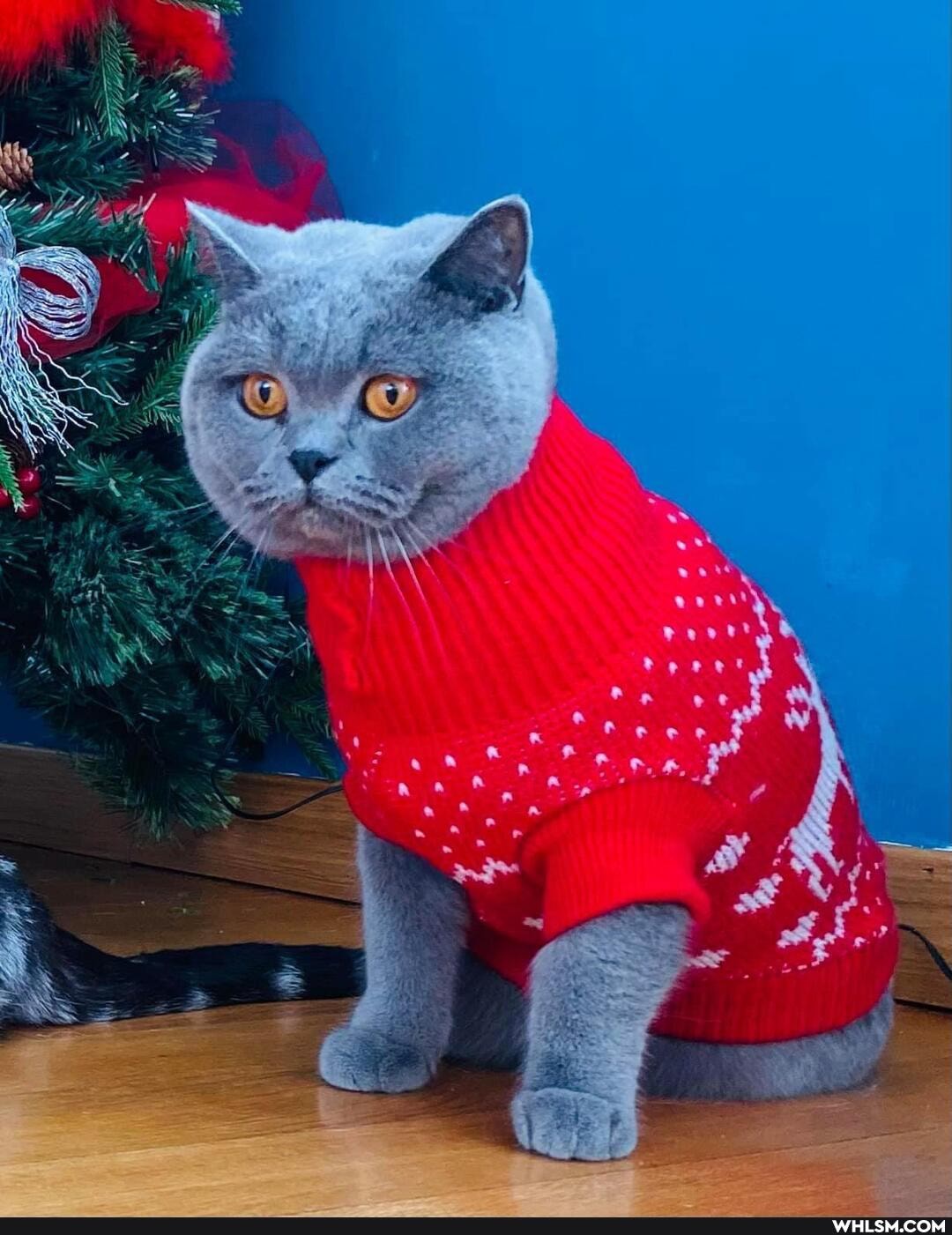 cats, caturday, christmas