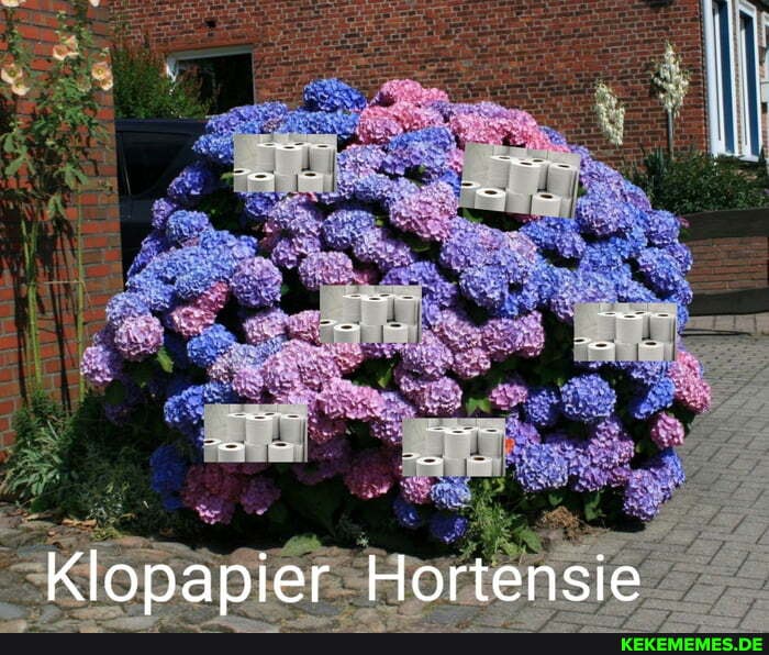 Klopapier Hortensie
