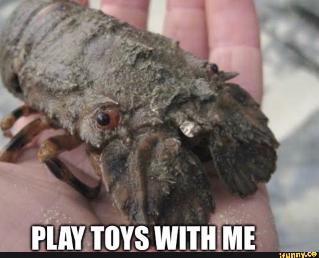 PLAY TOYS WITH ME - iFunny