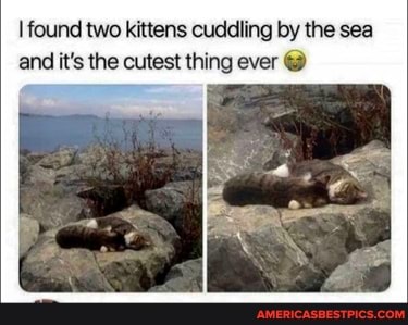 found two kittens cuddling by the sea and it's the cutest thing ever