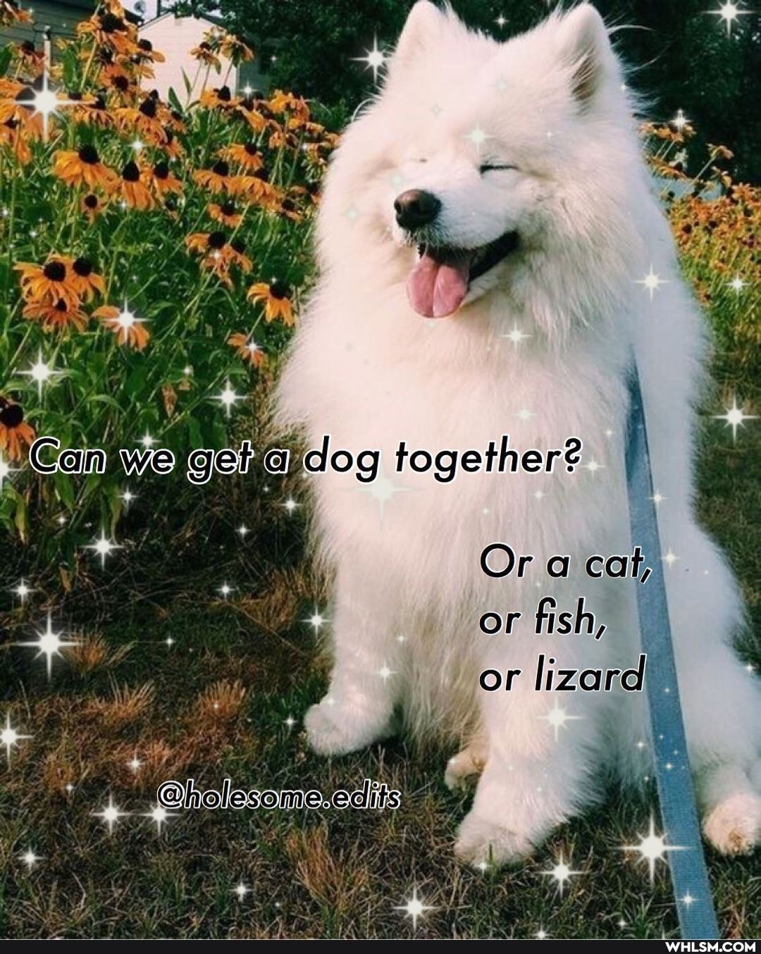 Bean we gel
Can we get dag together? I
Or cat, or fish, or lizare