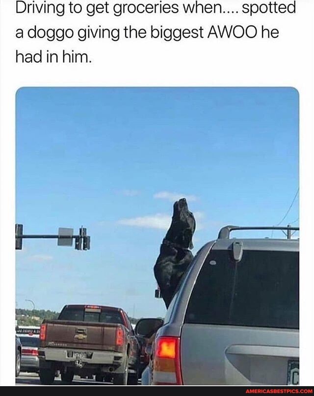 Driving to get groceries when.... spotted a doggo giving the biggest AWOO he had in him.