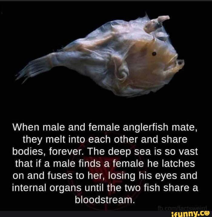 when-male-and-female-anglerfish-mate-they-melt-into-each-other-and