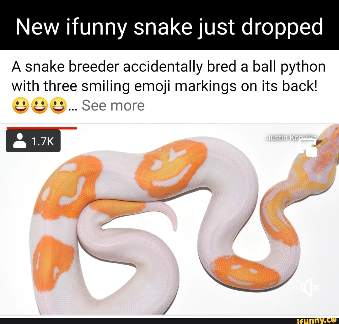 New ifunny snake just dropped A snake breeder accidentally bred a ball ...