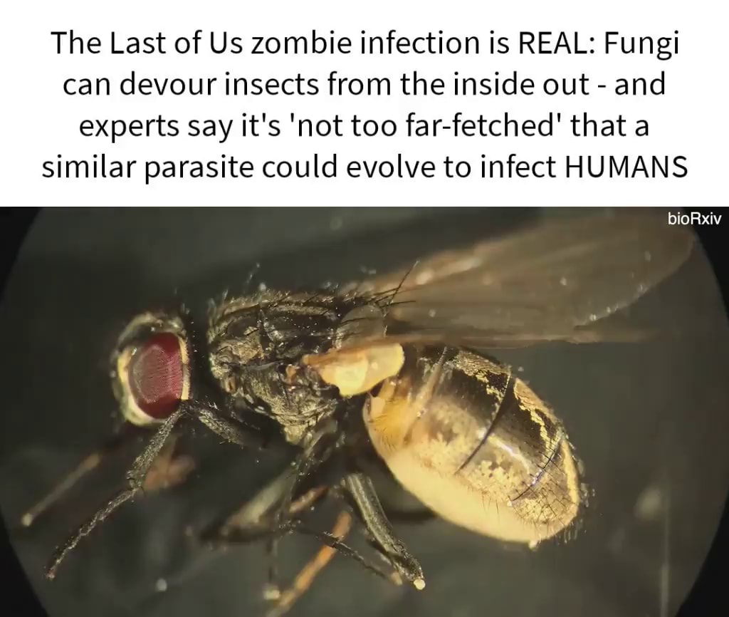 horror greusome 🎃 on X: Hello! So update if you weren't aware. I have a  bacteria infection called mycoplasm felis + feline herpes. The human's  needs a little help with replenishing the