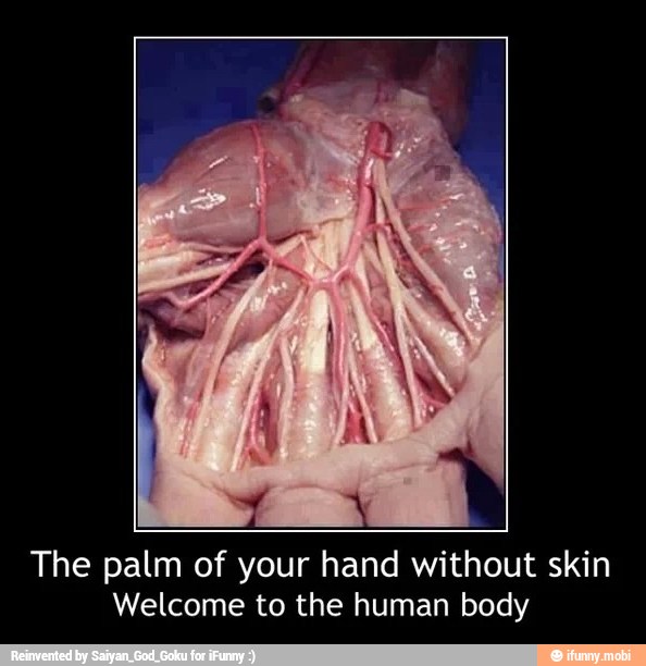 The palm of your hand without skin
Welcome to the human body