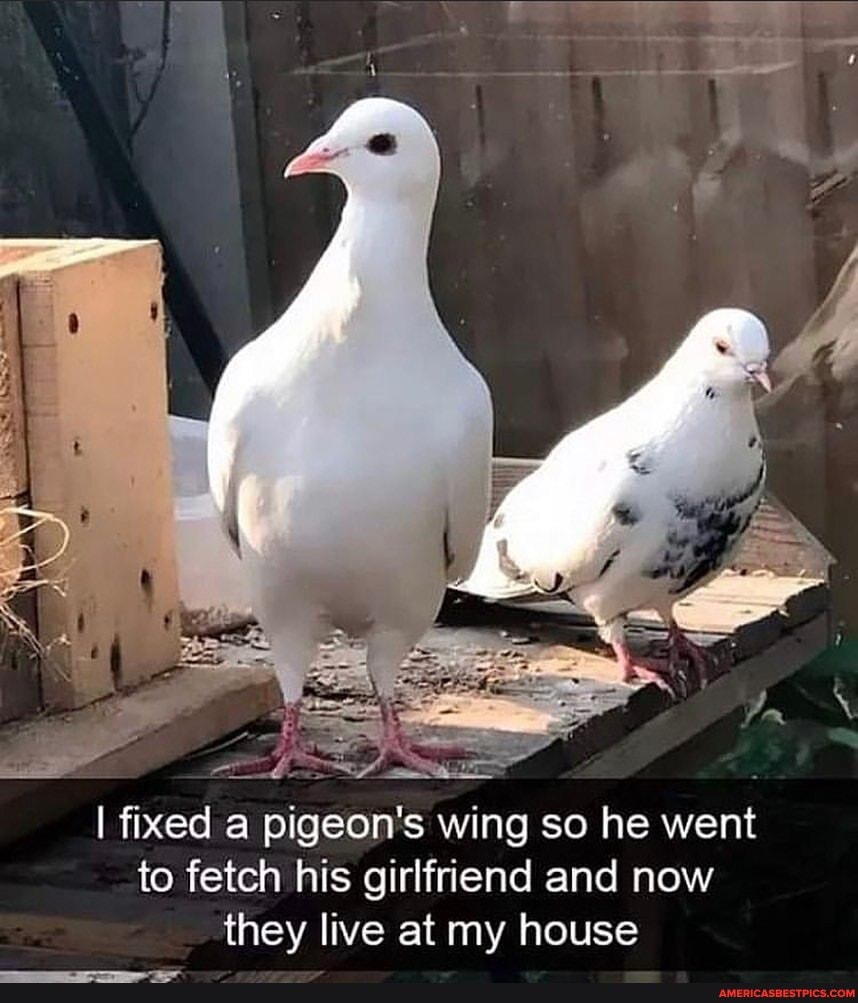 I fixed pigeon's wing so he went to fetch his girlfriend and now they live at my house