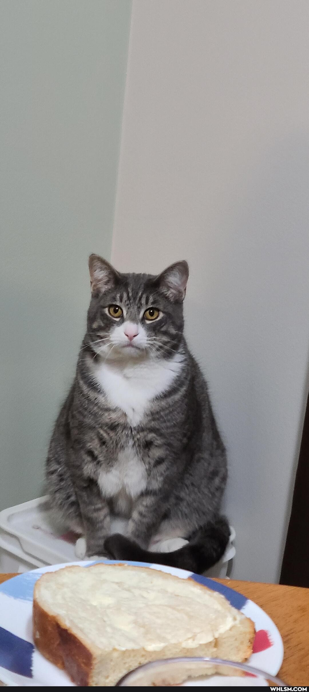 funny, humor, lol, cat
