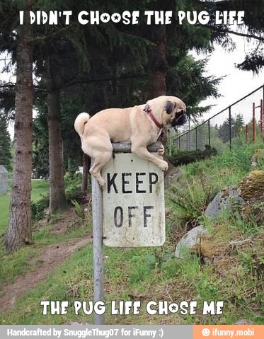 IYDN'T CHoost THE
PUG HIgE