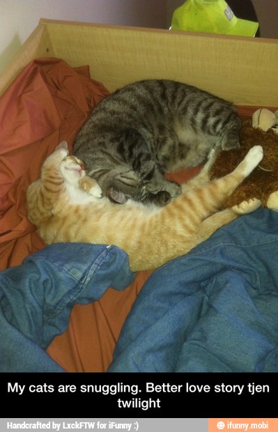 My cats are snuggling. Better love story tjen
twilight - My cats are snuggling. Better love story tjen twilight