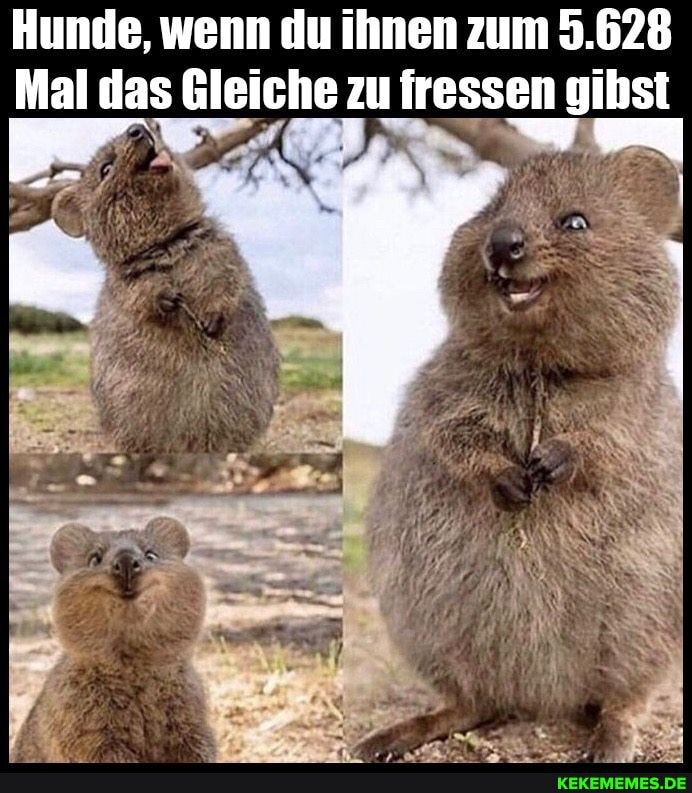 Hunde, wenn du ihnen zum 5.628
Mal das Gleiche zu fressen gibst
aN F 2 AN