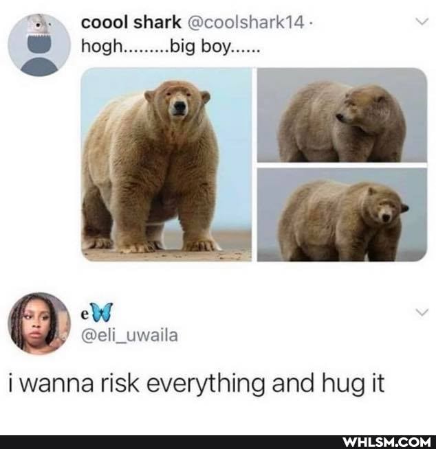 coool shark @coolshark14 - hogh......... big boy......
wanna risk everything and hug it