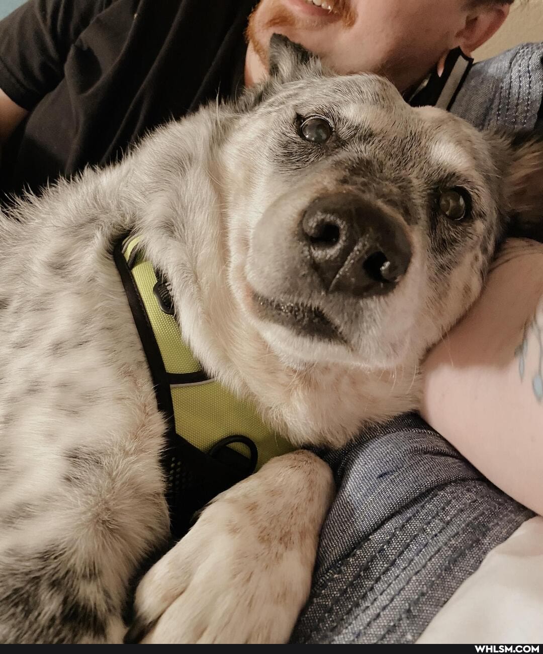 dog, aww