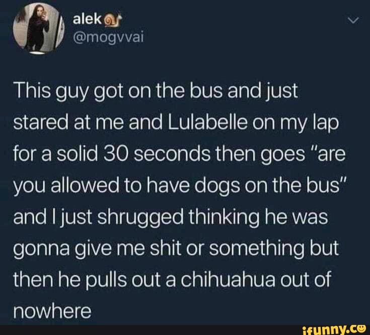 magvvai
This guy got on the bus and just stared at me and Lulabelle on my lap for a solid 30 seconds then goes "are you allowed to have dogs on the bus" and I just shrugged thinking he was gonna give me shit or something but then he pulls out a chihuahua out of nowhere