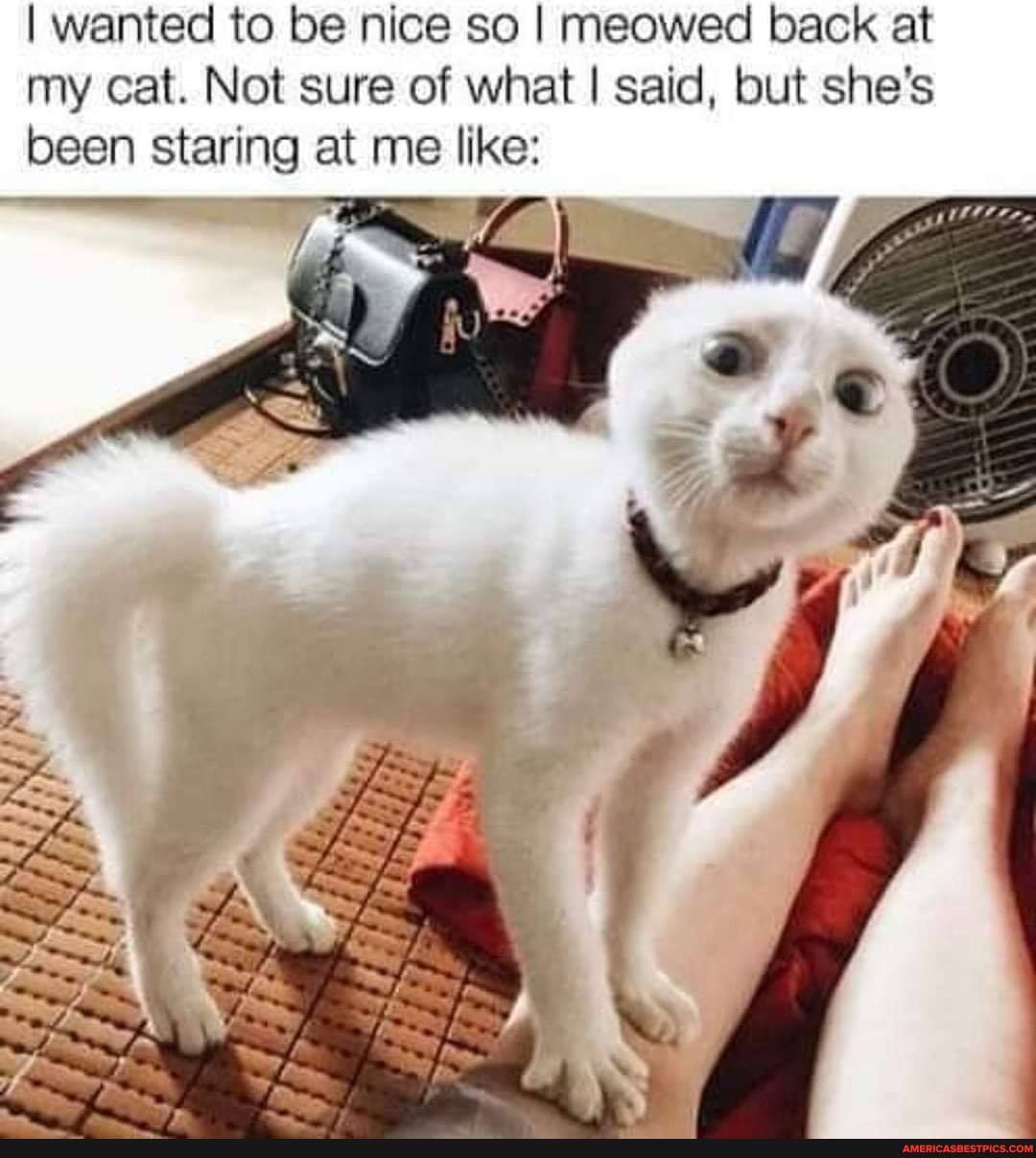 I wanted to be nice so I meowed back at my cat. Not sure of what I said, but she's been staring at me like:
