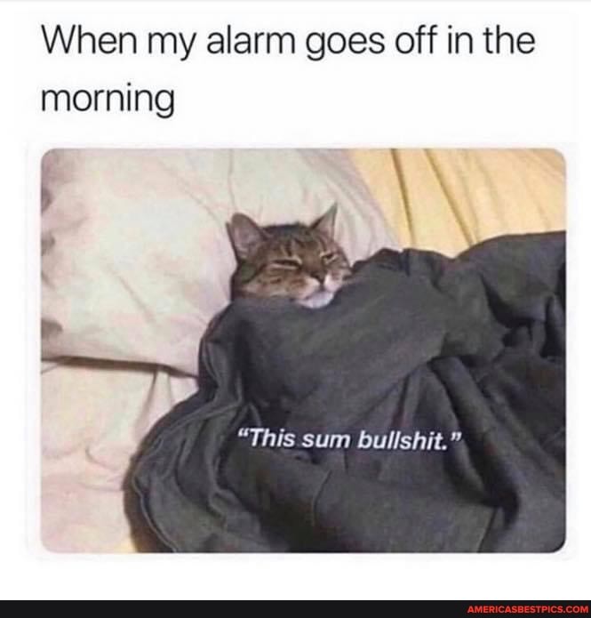 When my alarm goes off in the
morning
"This sum bulishie.