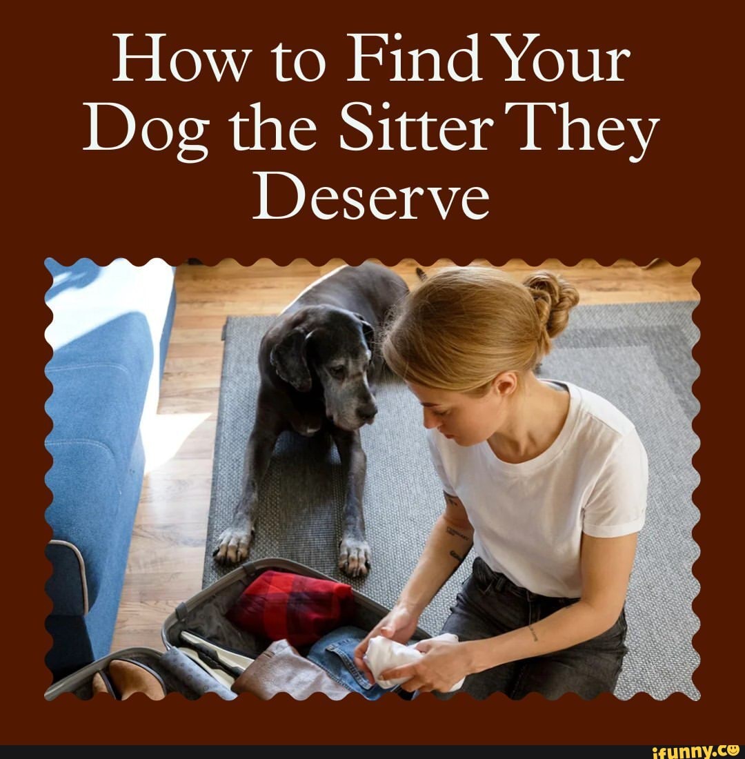 how-to-find-your-dog-the-sitter-they-deserve-ifunny