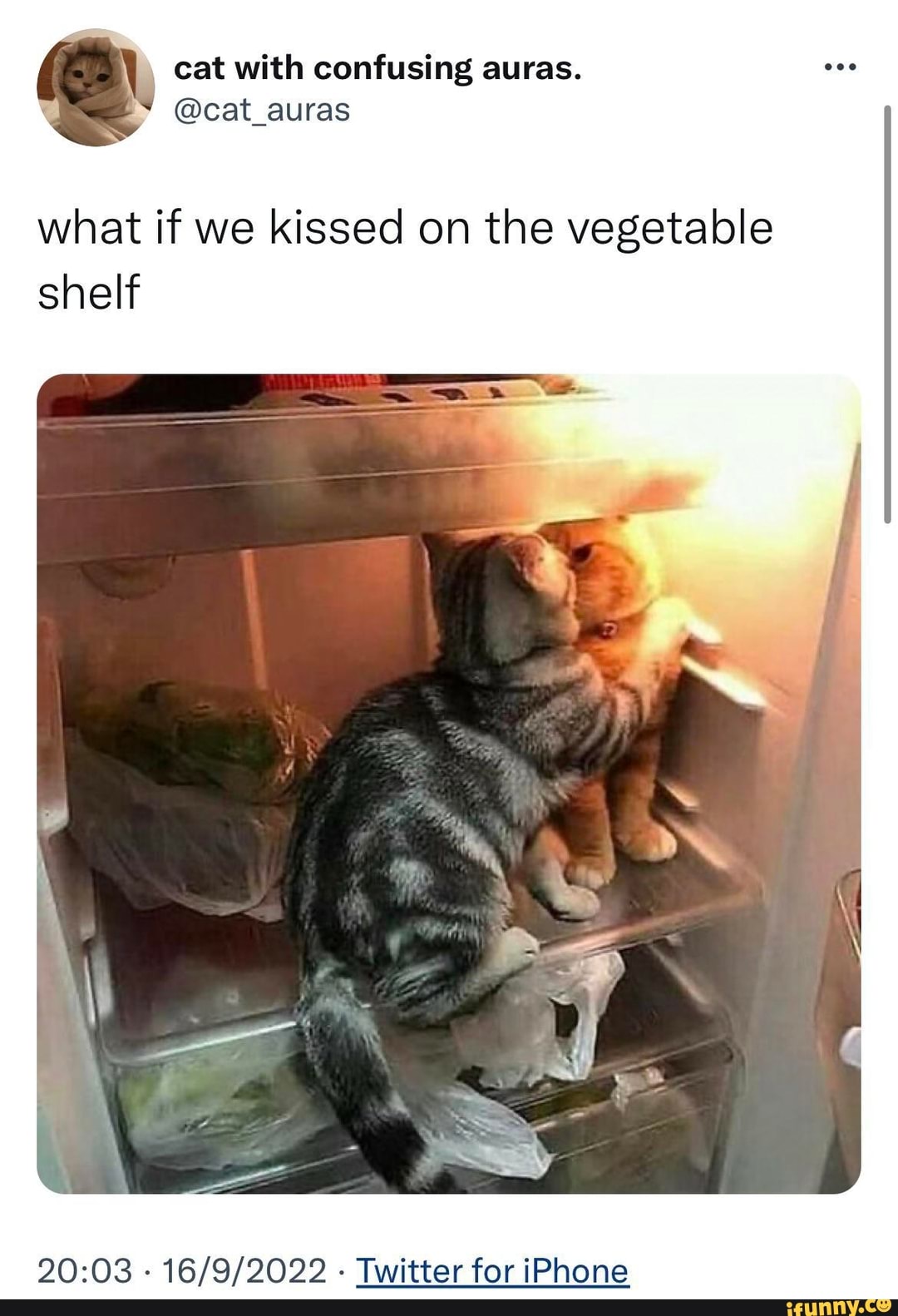 Cat with confusing auras. cat_auras what if we kissed on the vegetable