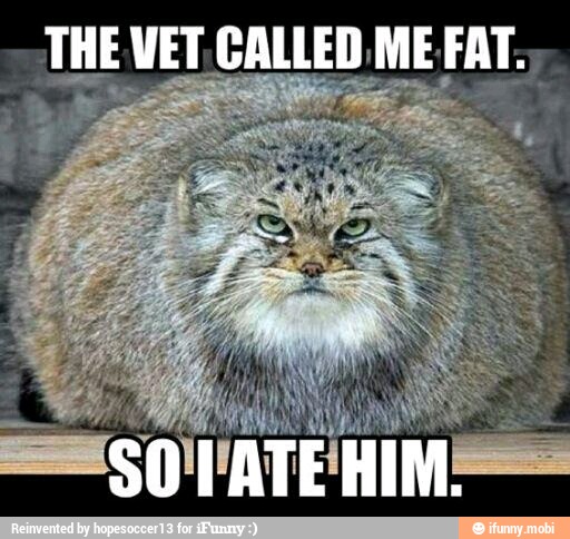 THE VET, CALLED, ME FAT.