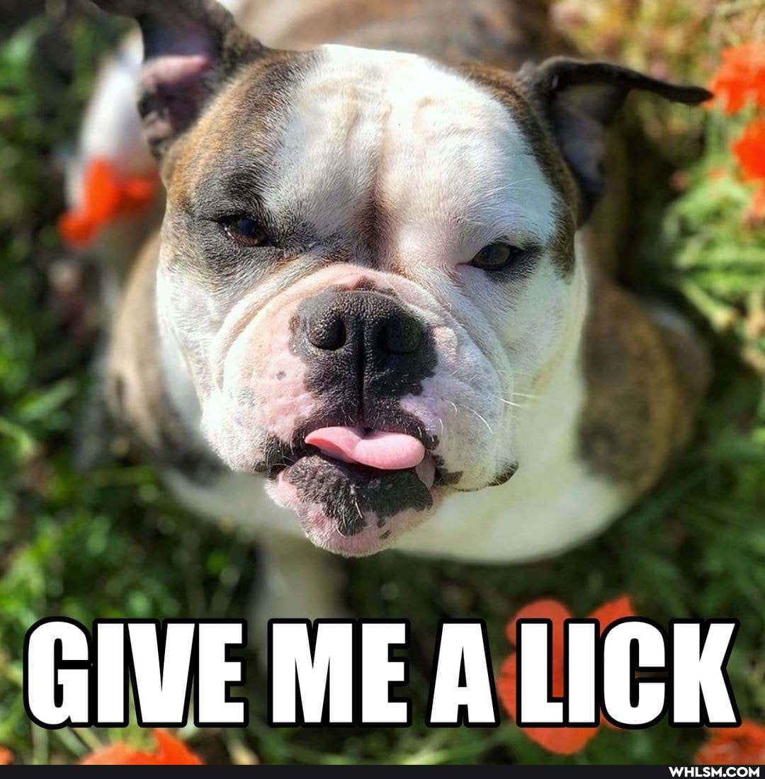 GIVE MME A LICK
'GIVE MEA