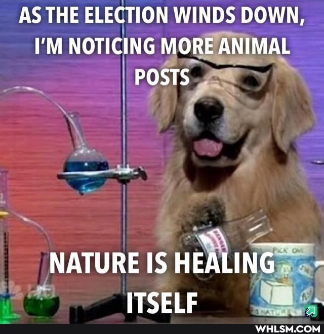 AS THE ELECTION WINDS DOWN,
I'M NOTICING MORE ANIMAL POSTS
NATURE IS HEALING -
ITSELF