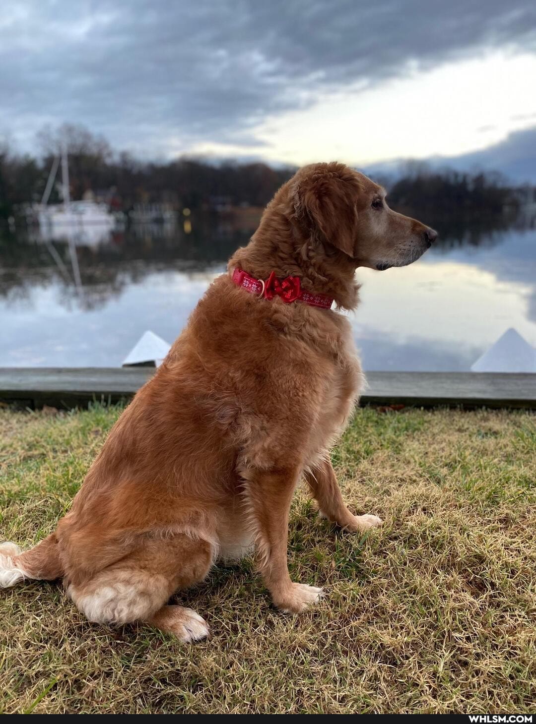 dogs, golden_retriever, maryland