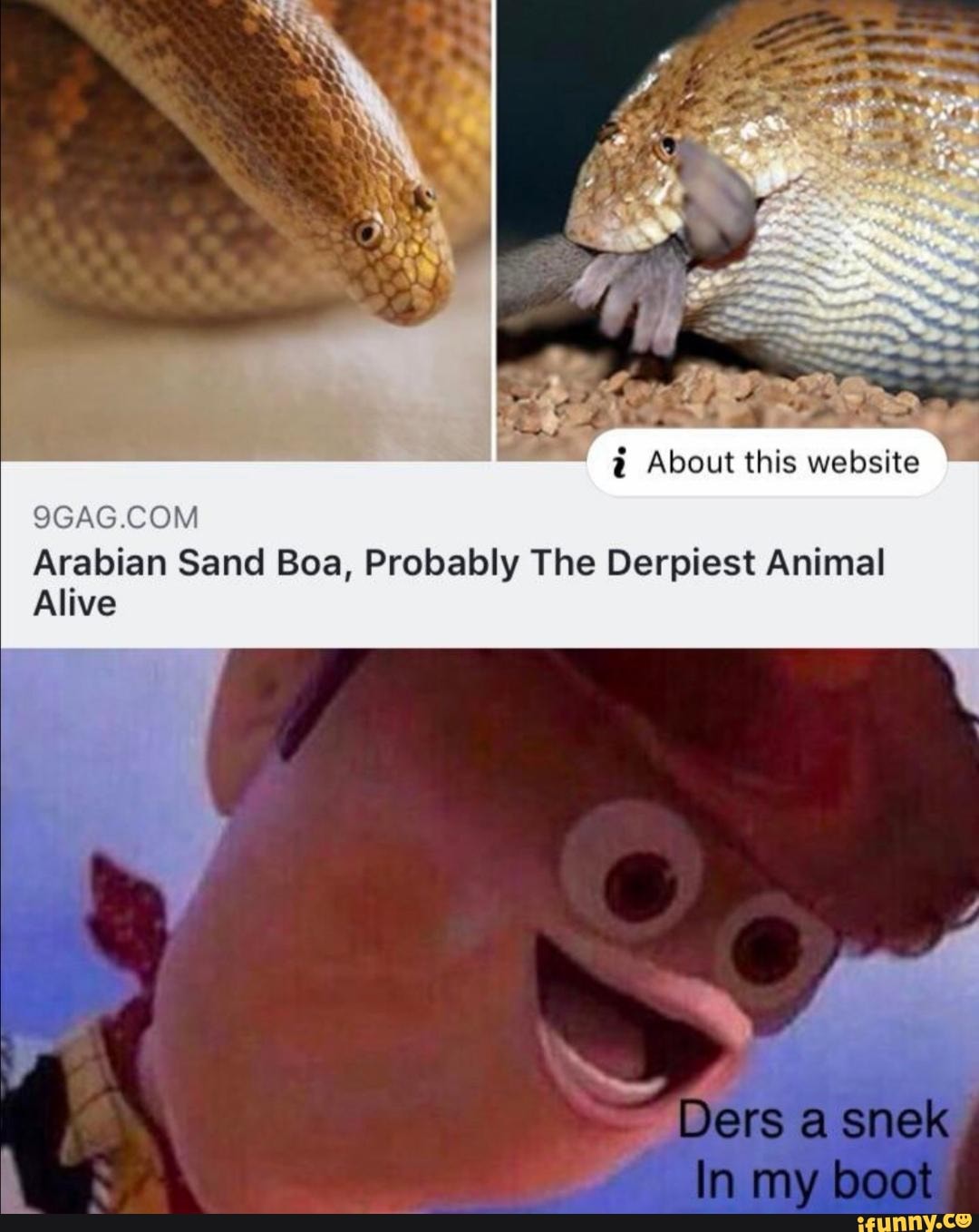 1' About this website 9GAGCOM Arabian Sand Boa, Probably The Derpíest ...