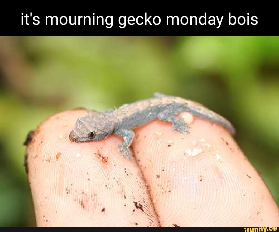 It's mourning gecko monday bois - iFunny