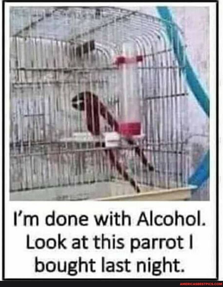 I'm done with Alcohol.
Look at this parrot I bought last night.