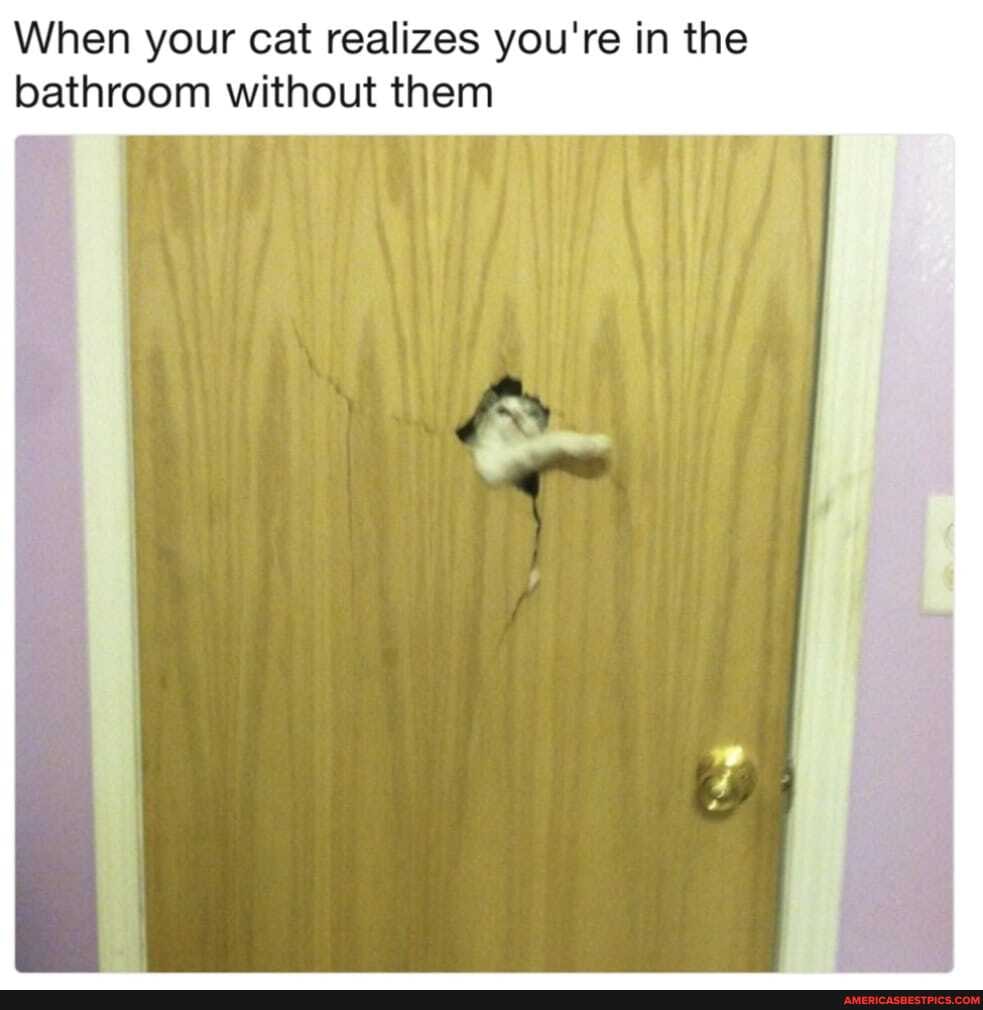When your cat realizes you're in the bathroom without them