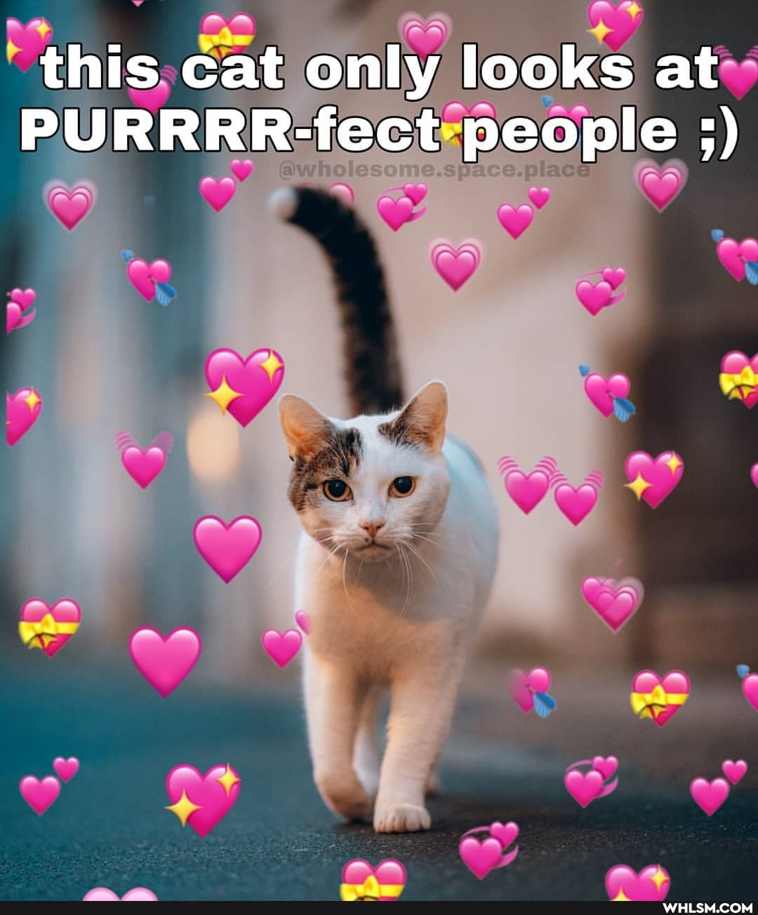 this cat only looks at
PURRRR-fect people
AR