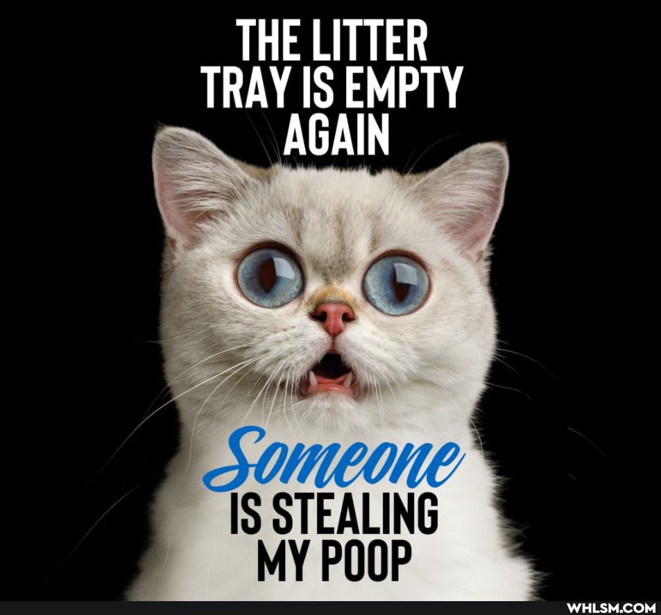 THE LITTER TRAY IS EMPTY AGAIN
IS STEALING
MY POOP