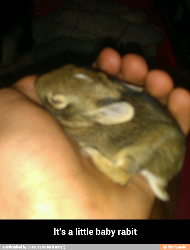 It's a little baby rabit - It's a little baby rabit