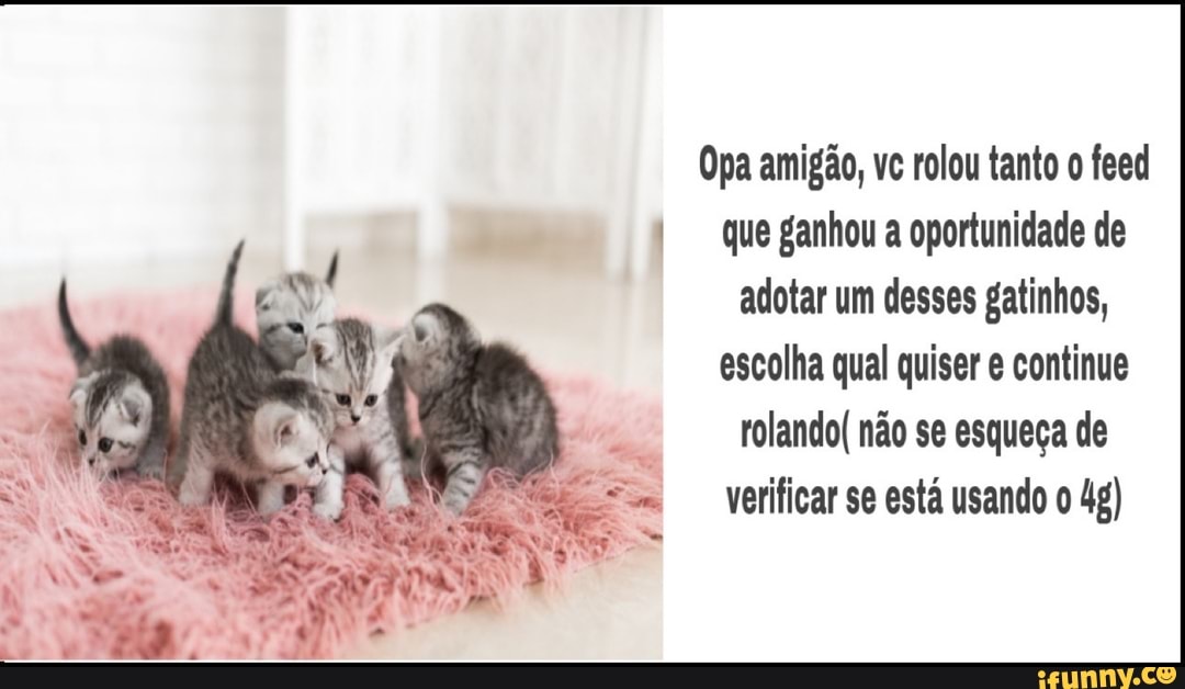 Opa amigão, vc rolou tanto o feed
que ganhou a oportunidade de
adotar um desses gatinhos,
escolha qual quiser e continue
rolando( não se esqueça de
verificar se está usando o 4g)