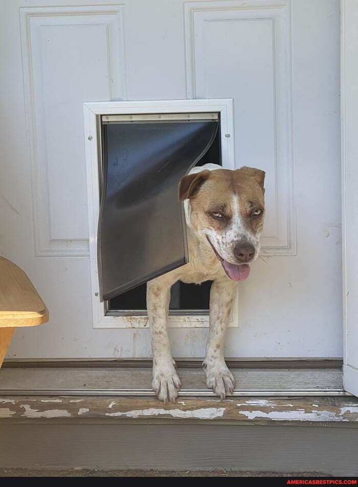 gets, halfway, dog, door, forgets, use