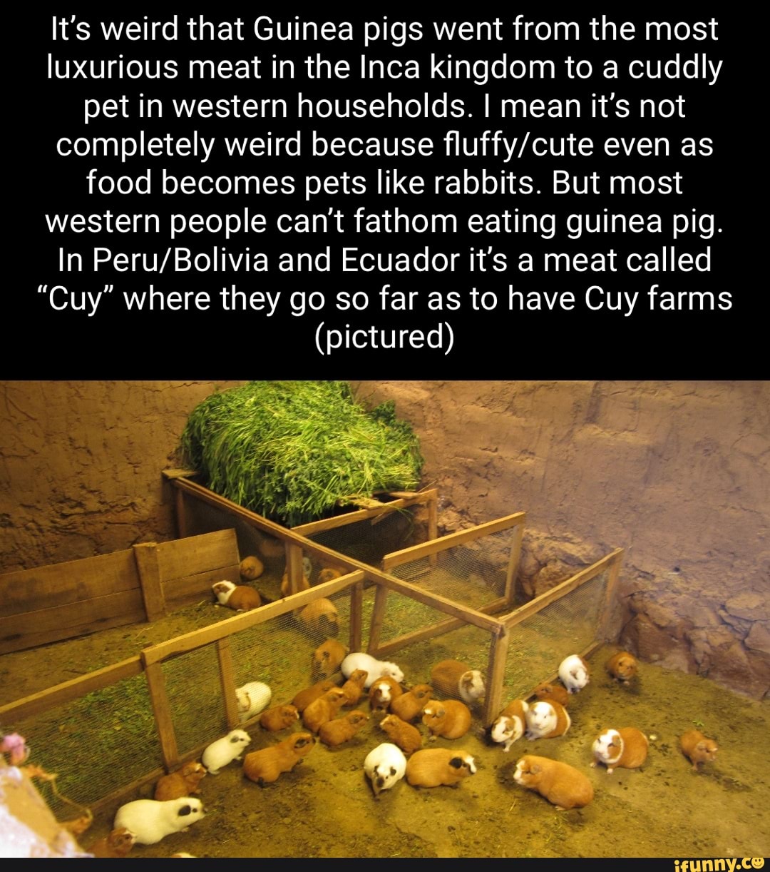 It's weird that Guinea pigs went from the most luxurious meat in the